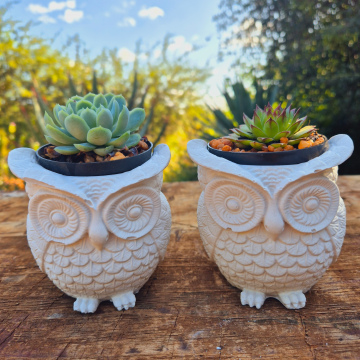 Owl Pot with Succulent Plant - Large