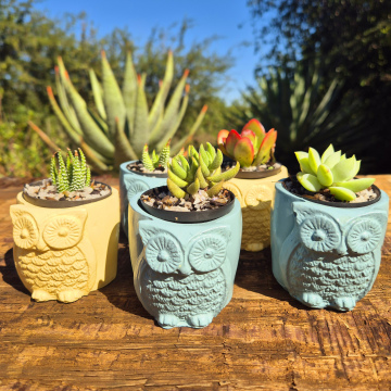 Owl Pot & Succulent Plant